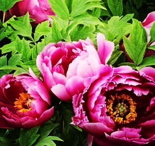 国色天香4爆料视频大全,揭秘爆料视频大全,精彩瞬间一网打尽 第2张 国色天香4爆料视频大全,揭秘爆料视频大全,精彩瞬间一网打尽 第2张